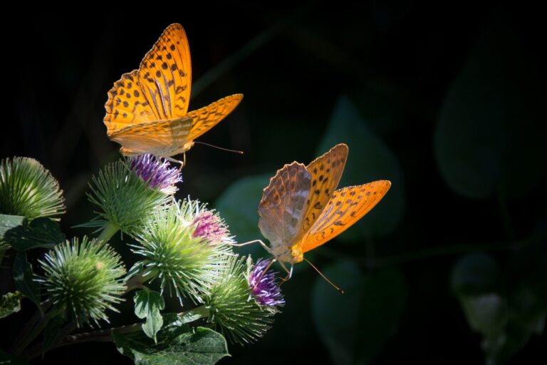 Schmetterling