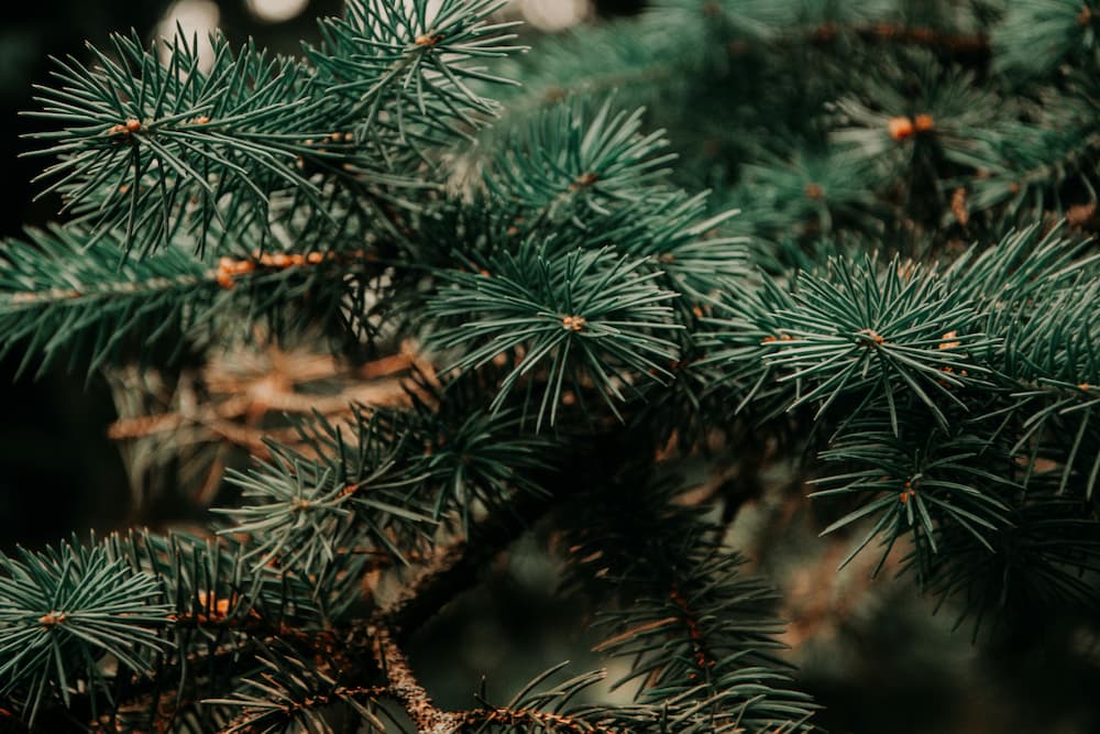 Weihnachtsbaum